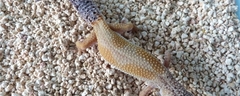 male - Mack Snow Super HypoTangerine - nee le 14.06.12